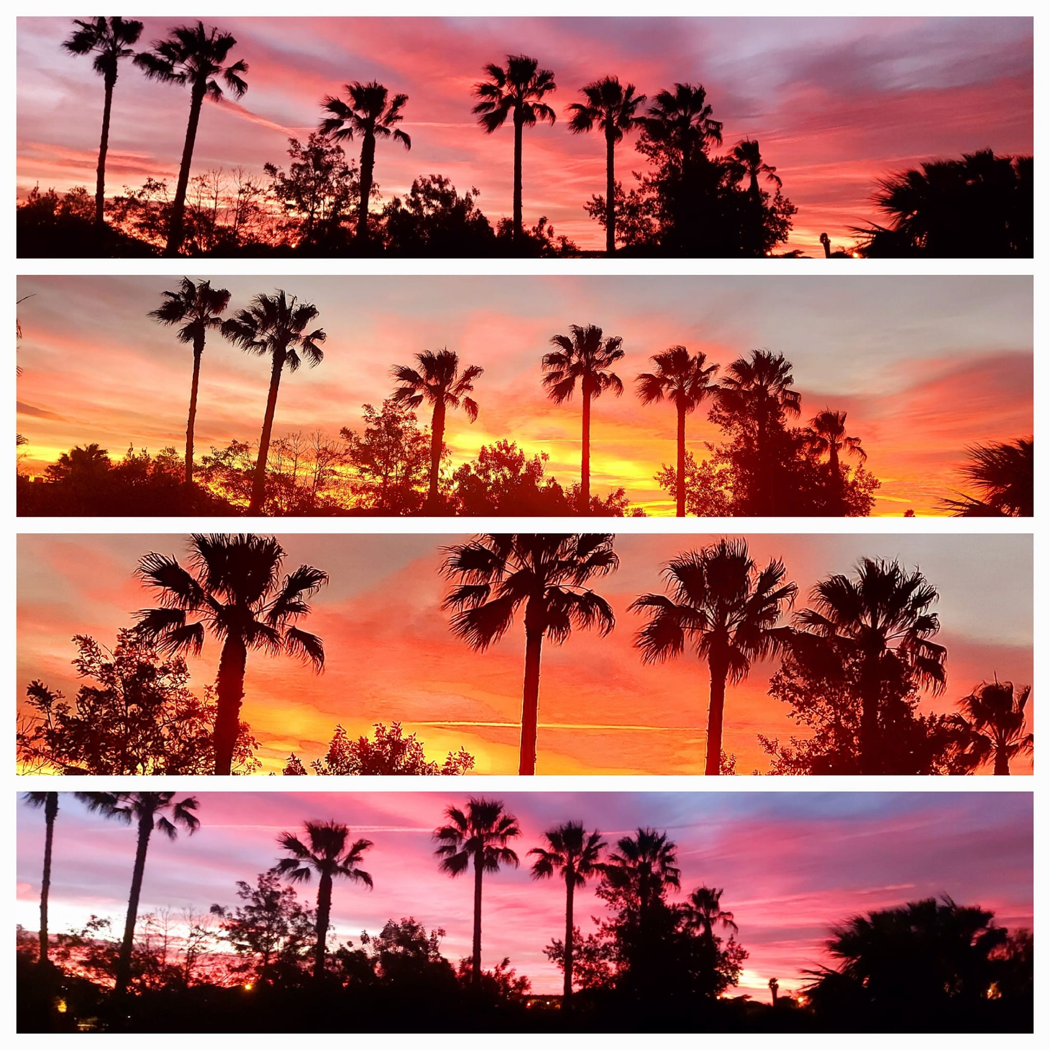 LEVER DE SOLEIL AU JARDIN