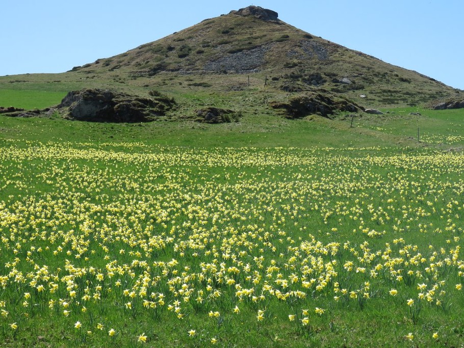 Les jonquilles sur le plateau du Mézenc en avril