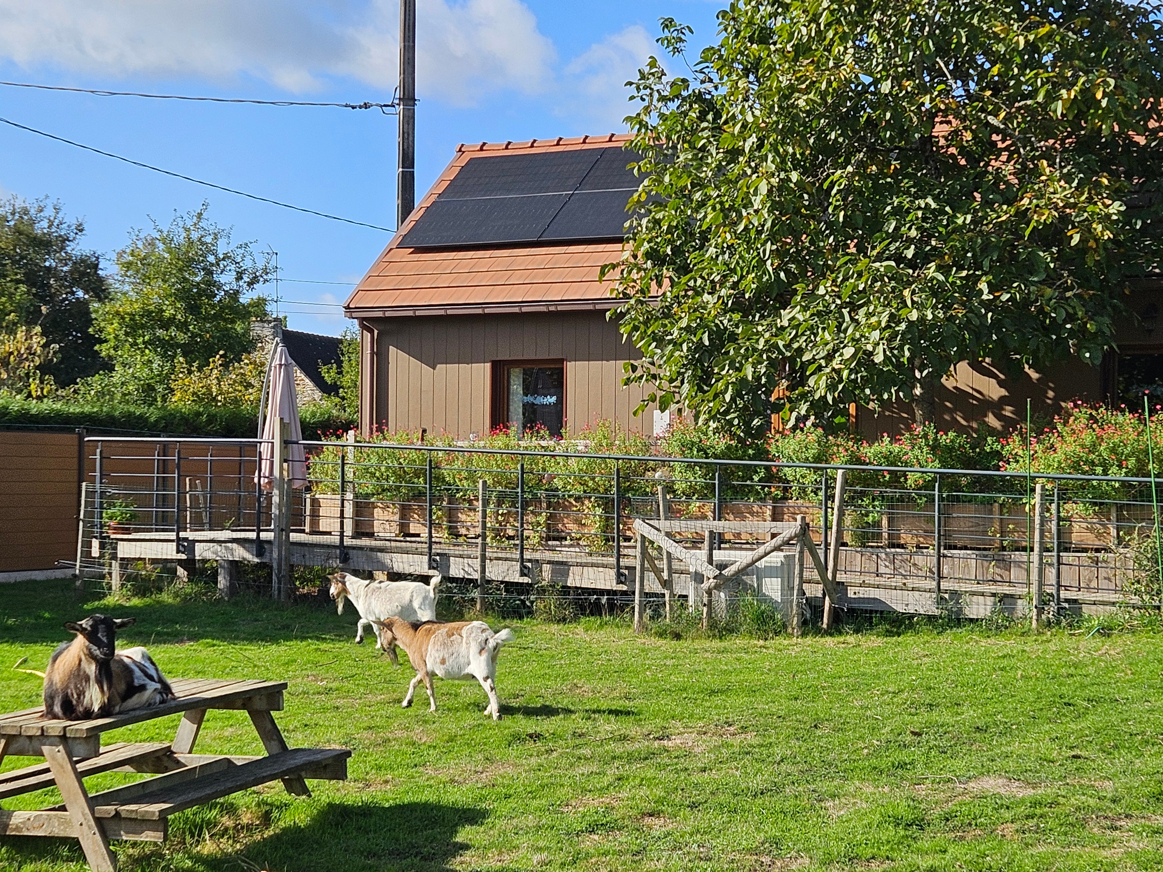 Goat enclosure