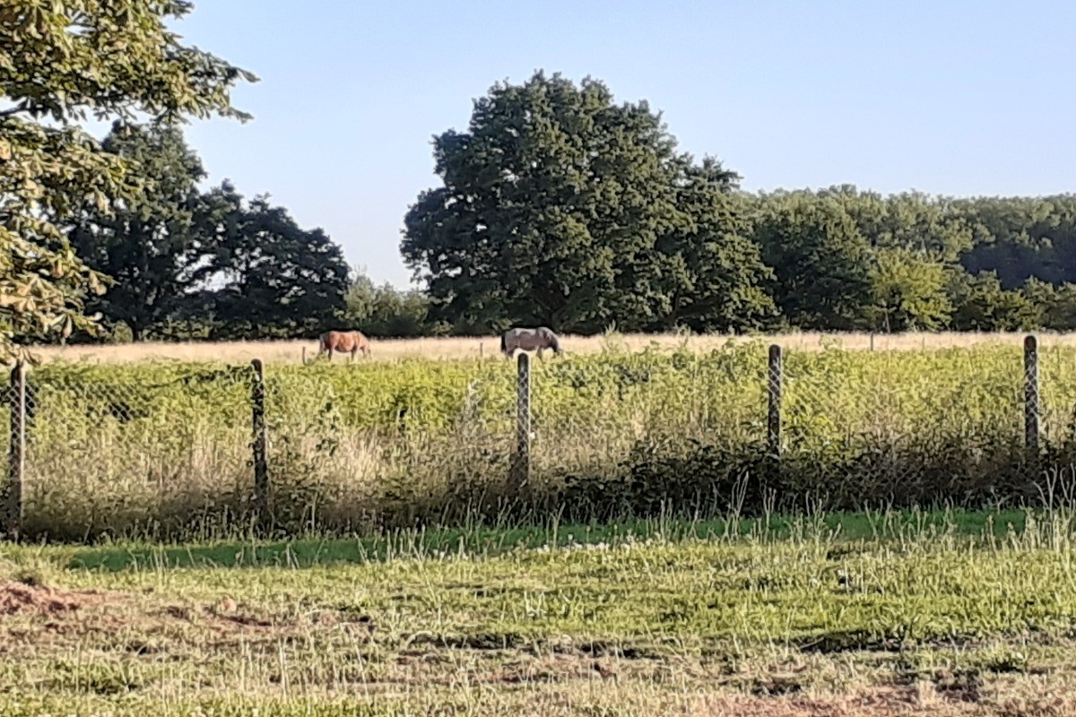 Faire du cheval