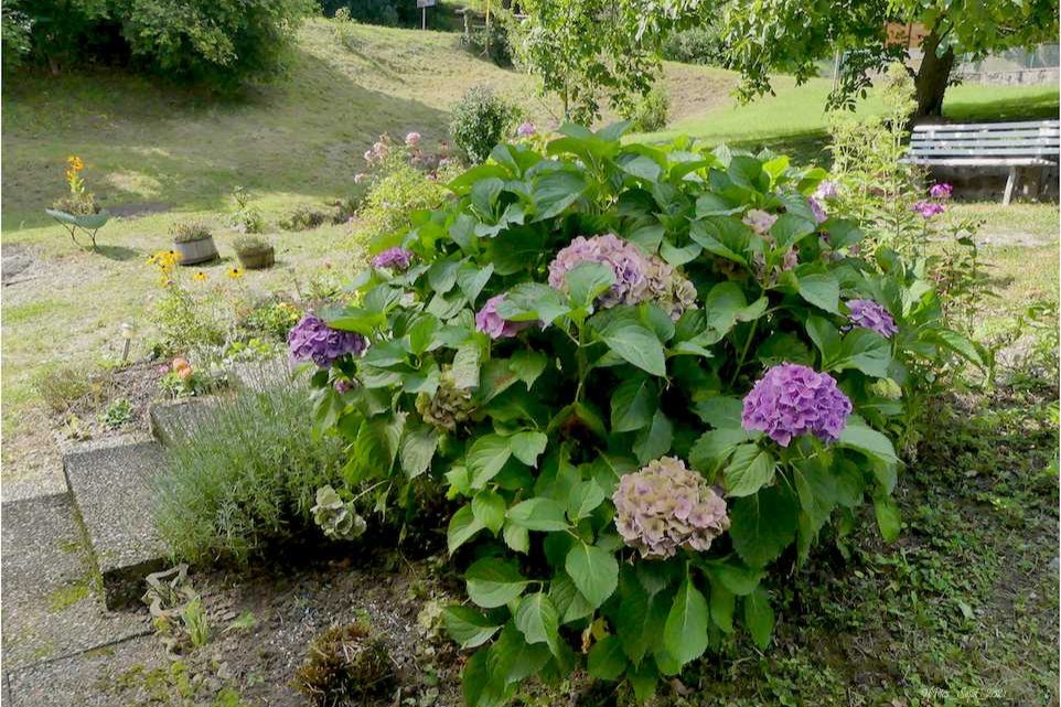Fleurs d'été...
