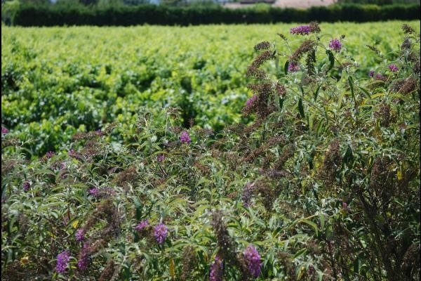 Arbres à papillons - Vignes devant la location