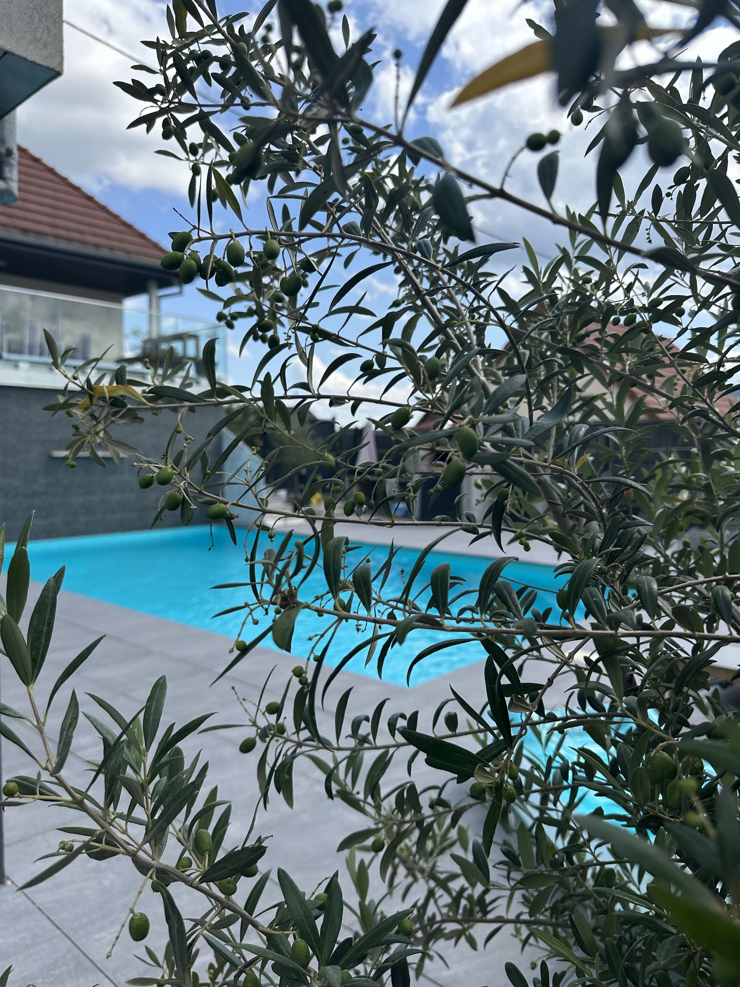Extérieur : Piscine