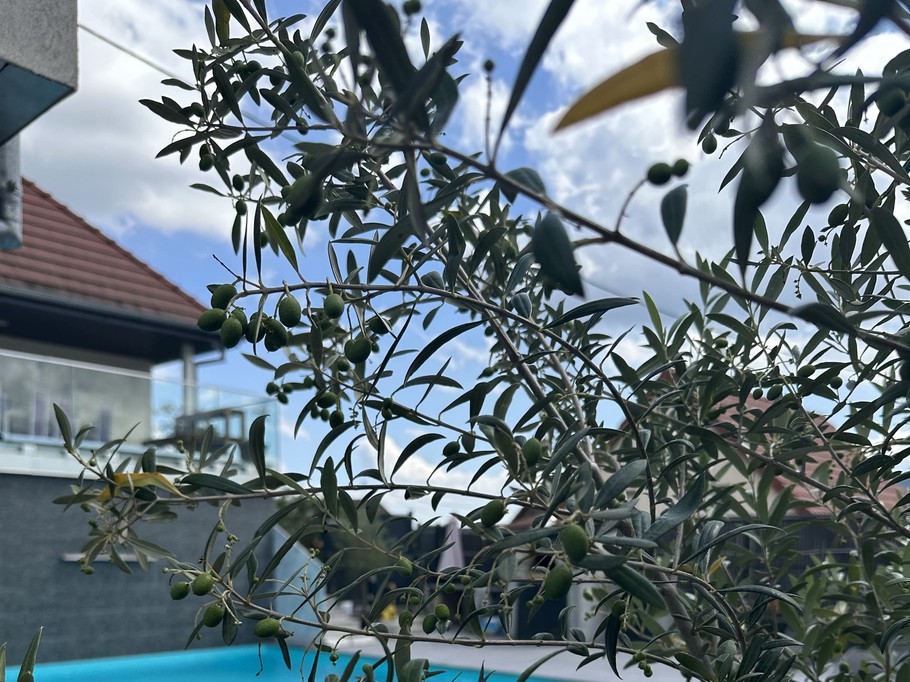 Extérieur : Piscine