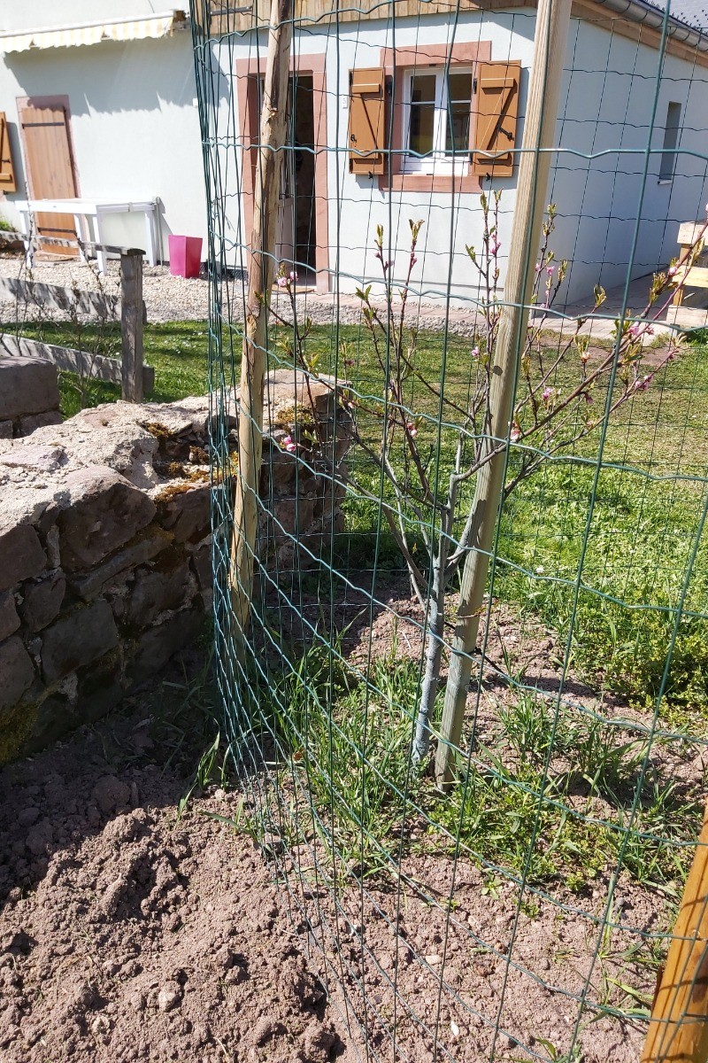 promesse de fruits