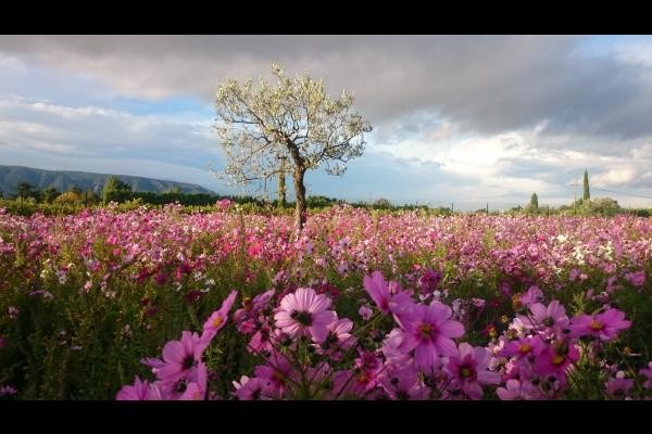 Cultures devant la location