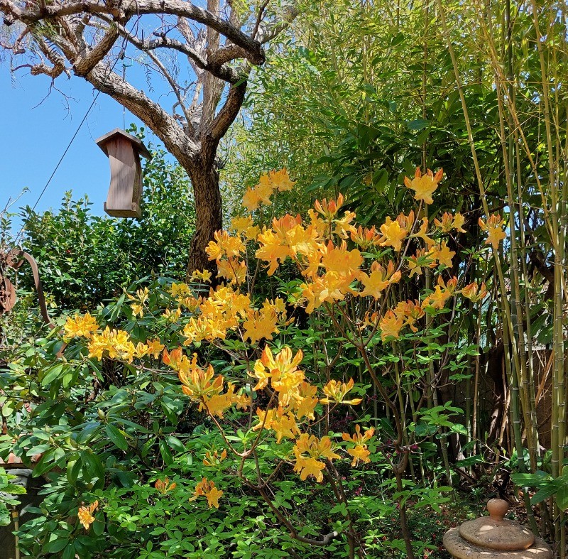 Azalée en fleur