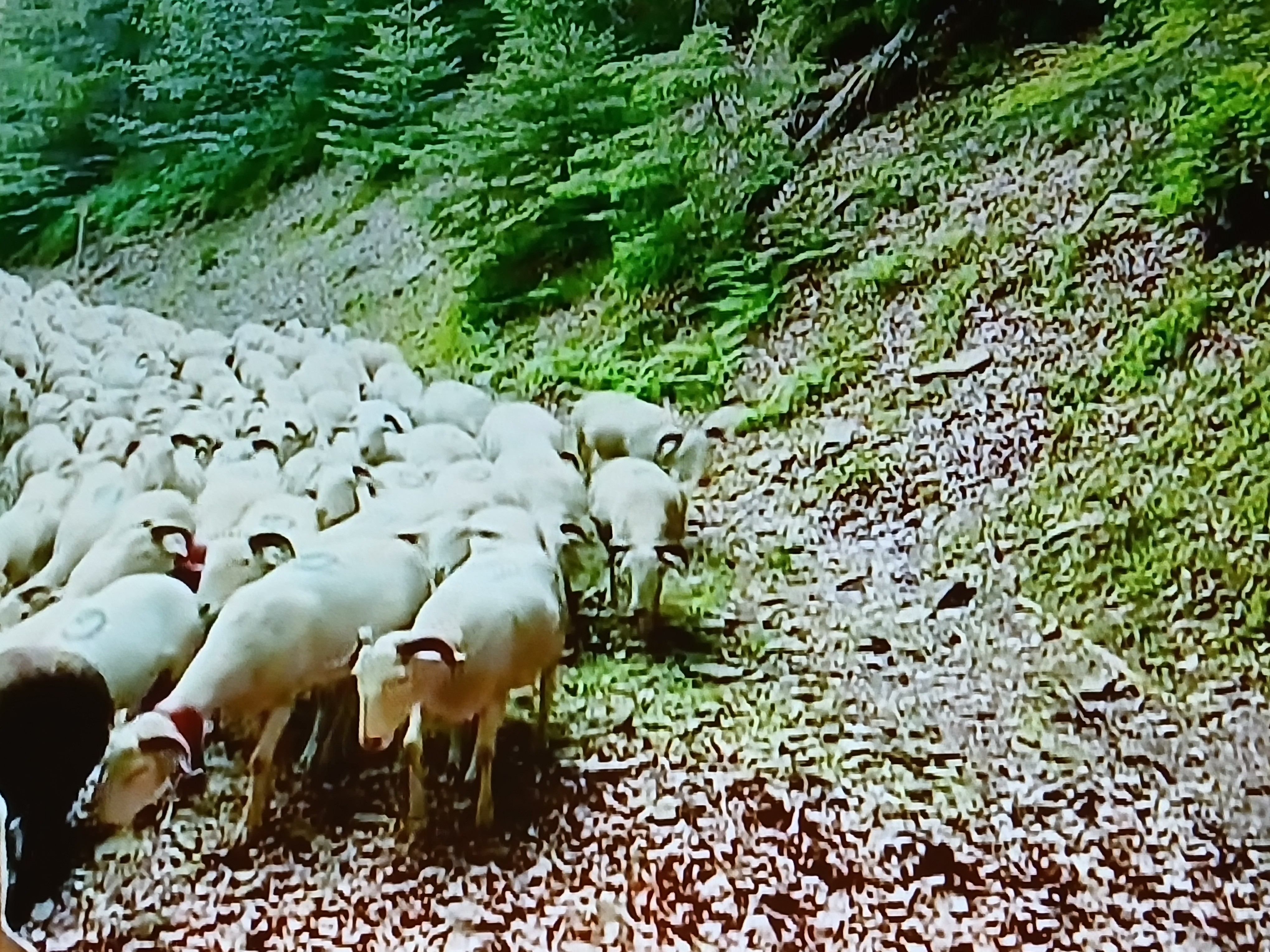 en juin, weekend fête de la transhumance  à VAL D'AIGOUAL et l'ESPEROU