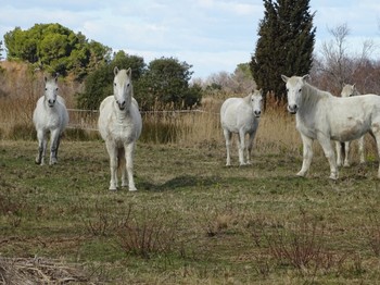 Photo n° 12 de la location