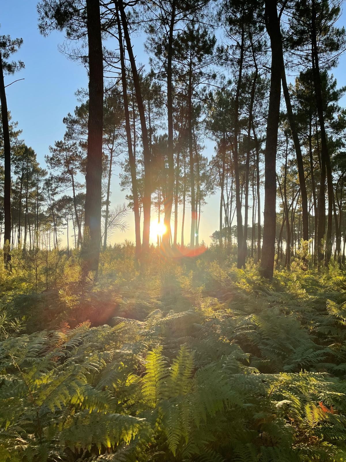 Gîte d'Hybère -  Forêt