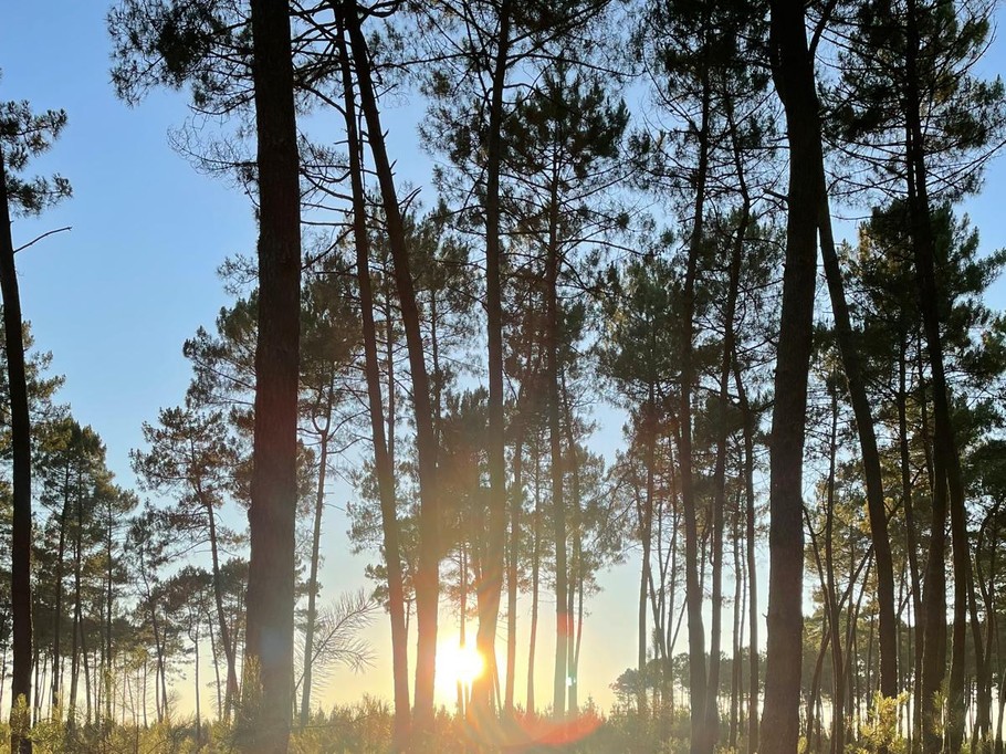 Gîte d'Hybère - Forêt