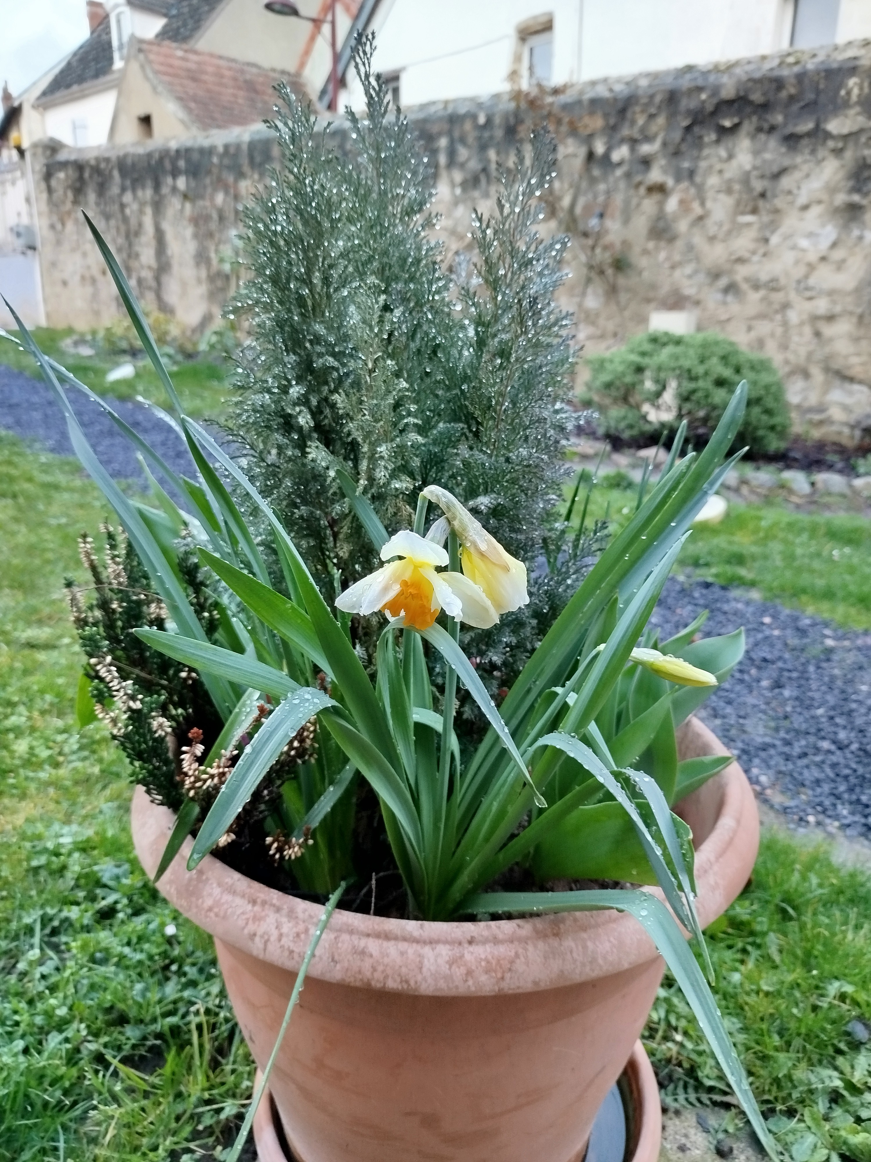 The garden in spring