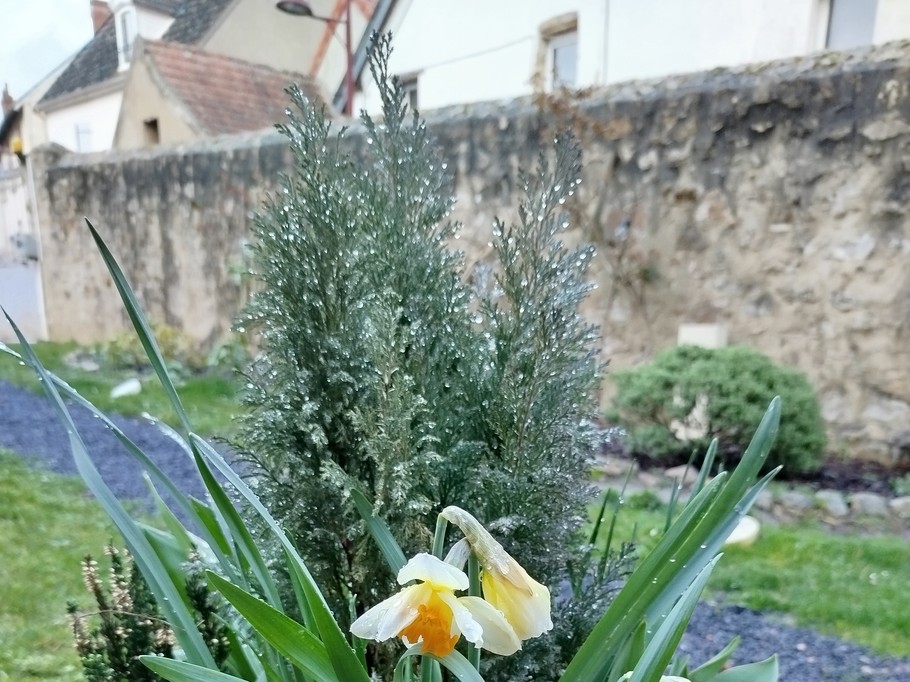 The garden in spring