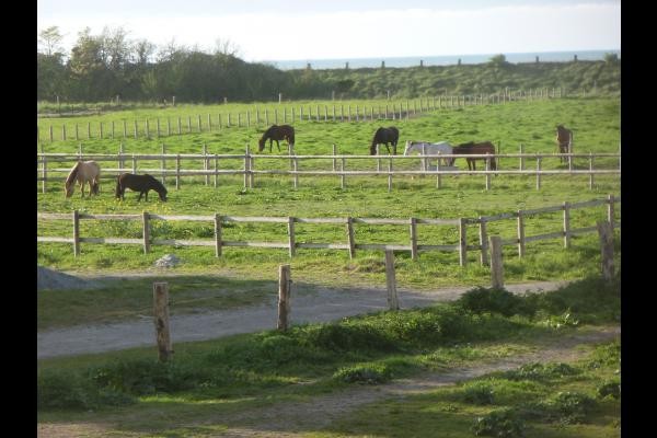 Accueil chevaux