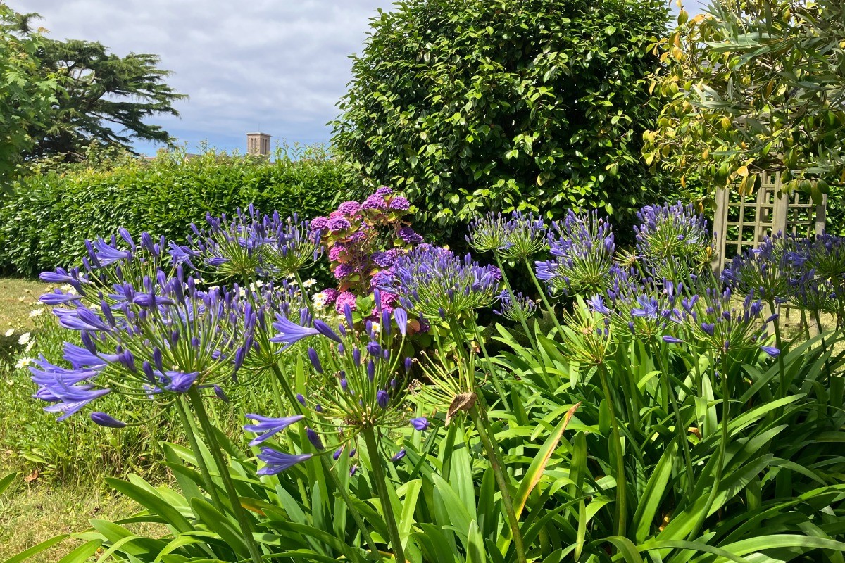 jardin agapanthes