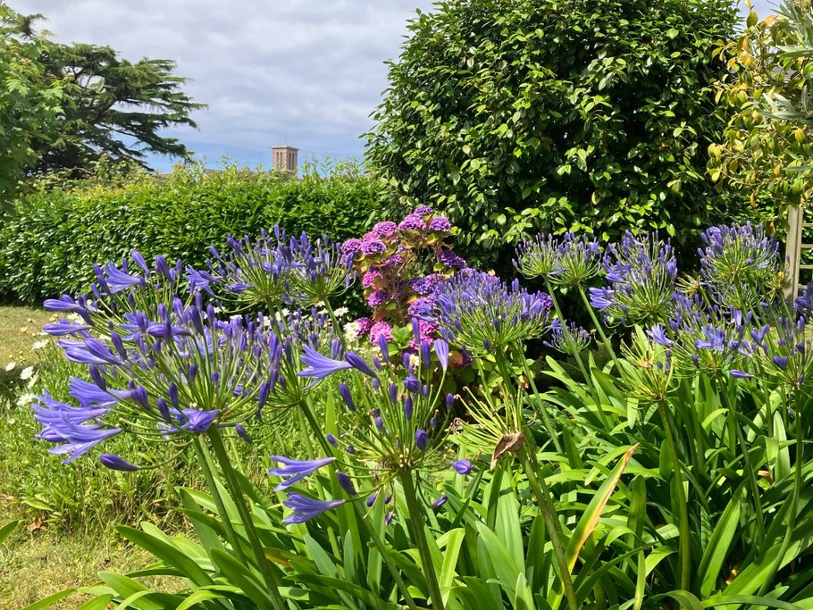 jardin agapanthes