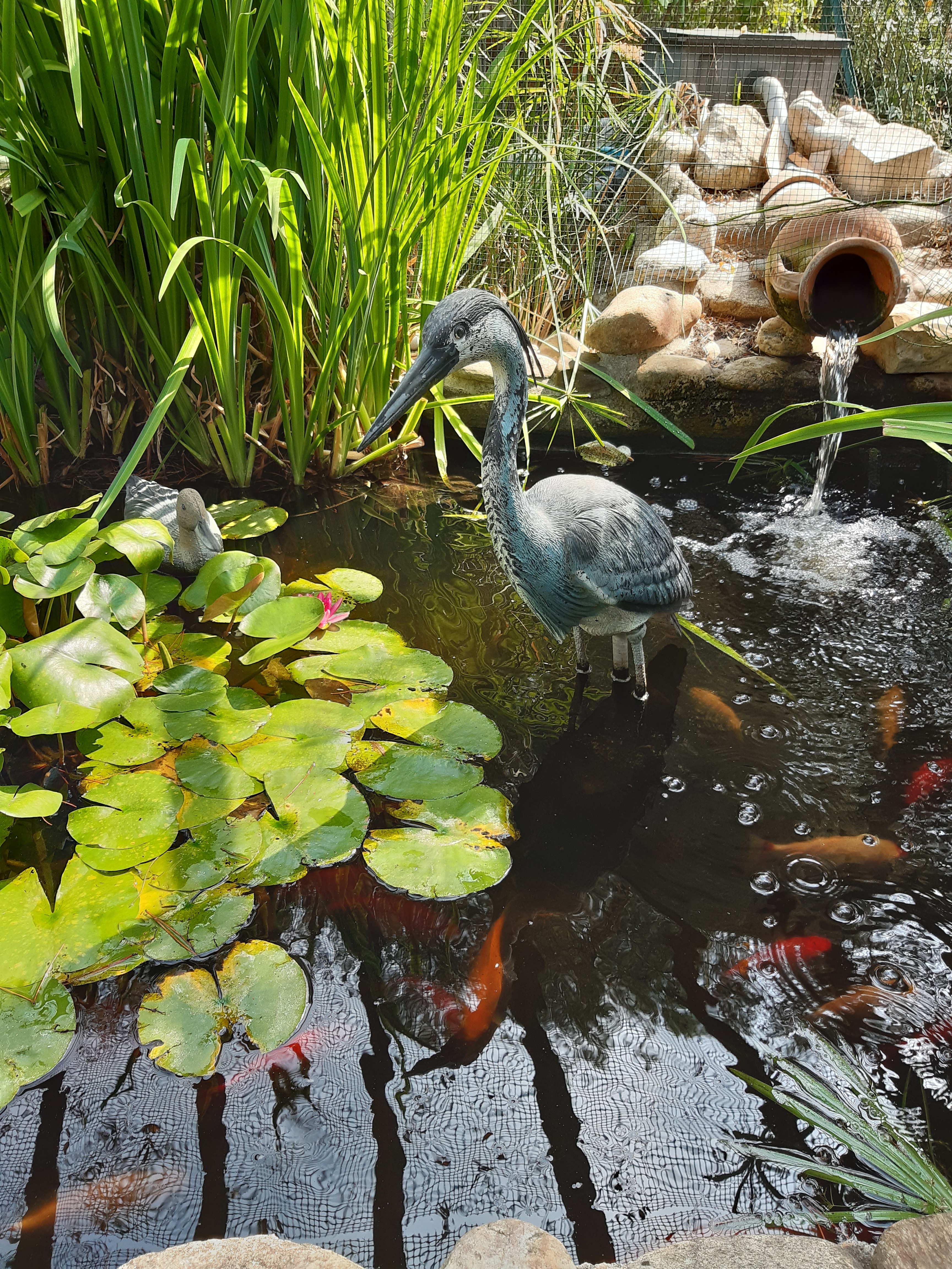 bassin poissons