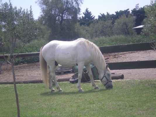 les chevaux camarguais devant les locations