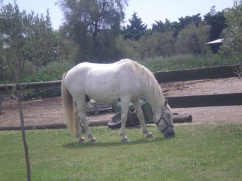 les chevaux camarguais devant les locations