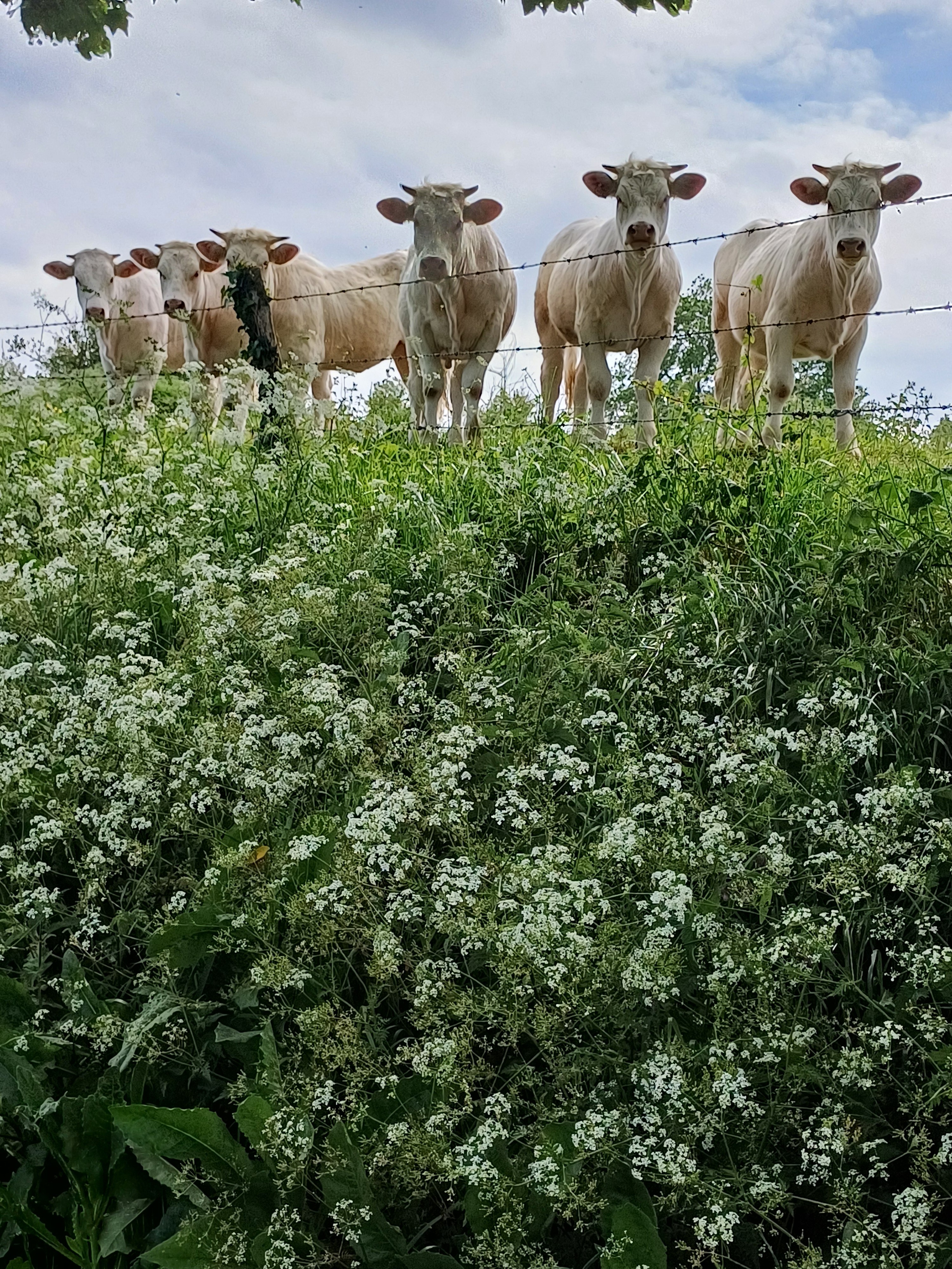 Nos voisins  curieux
