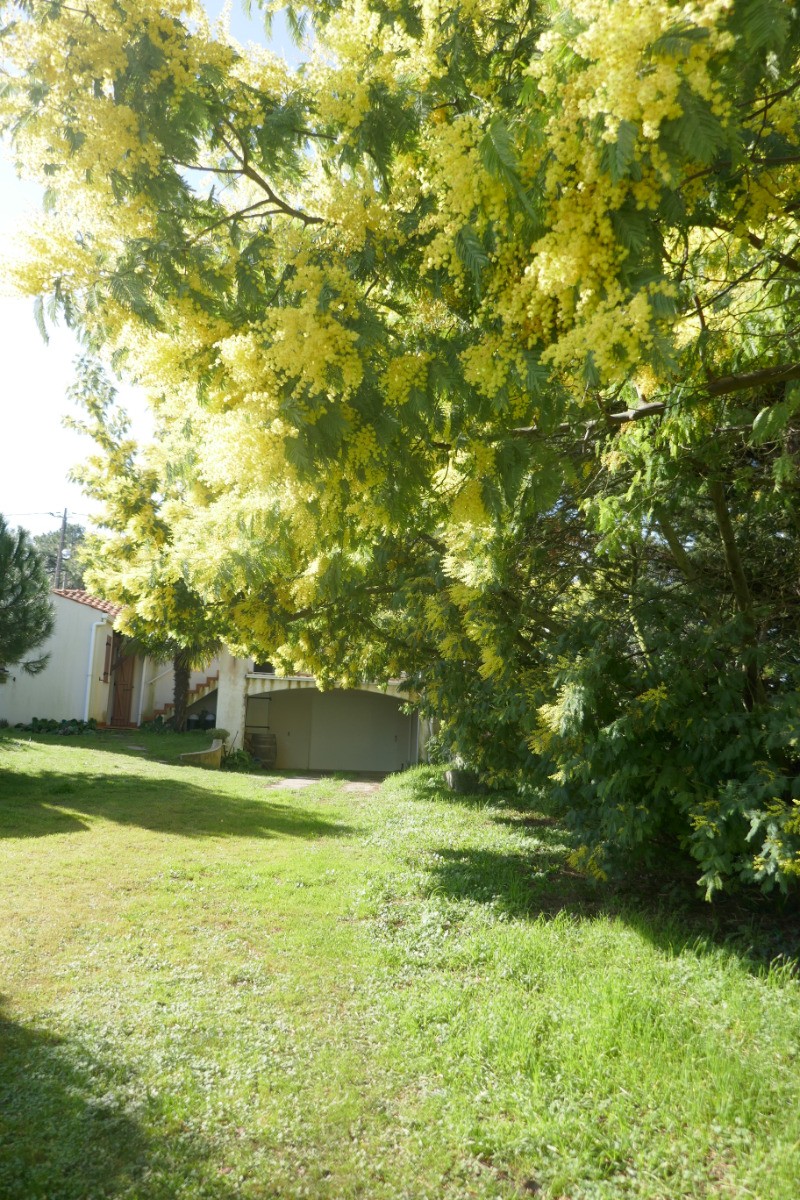 Mimosa