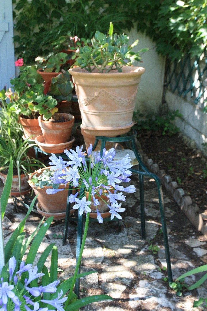 Jardin