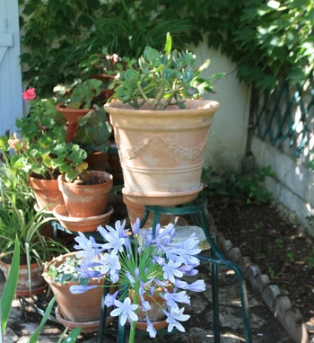 Jardin