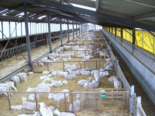 visite de la ferme (bergerie)
