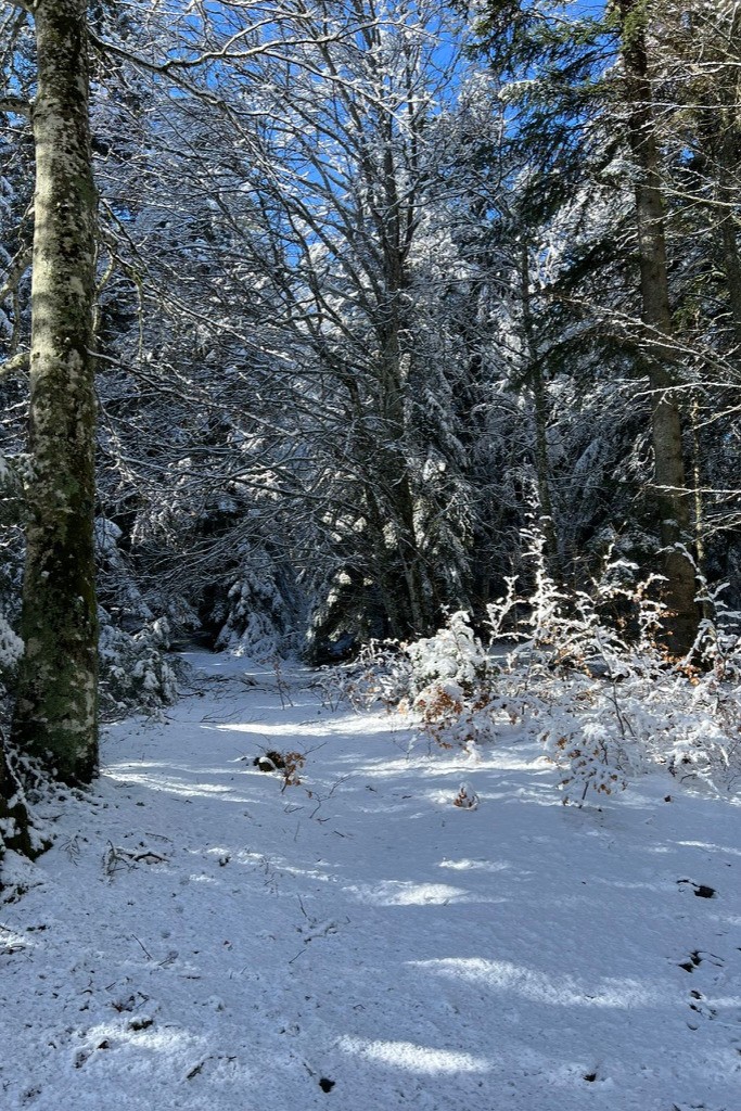 Bois à proximité