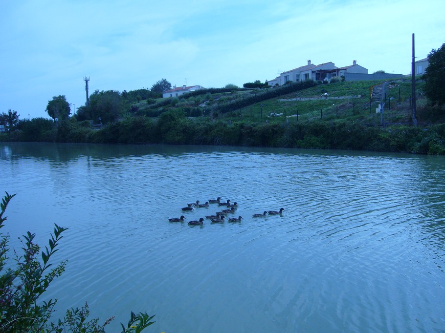 Plan d'eau Les canards