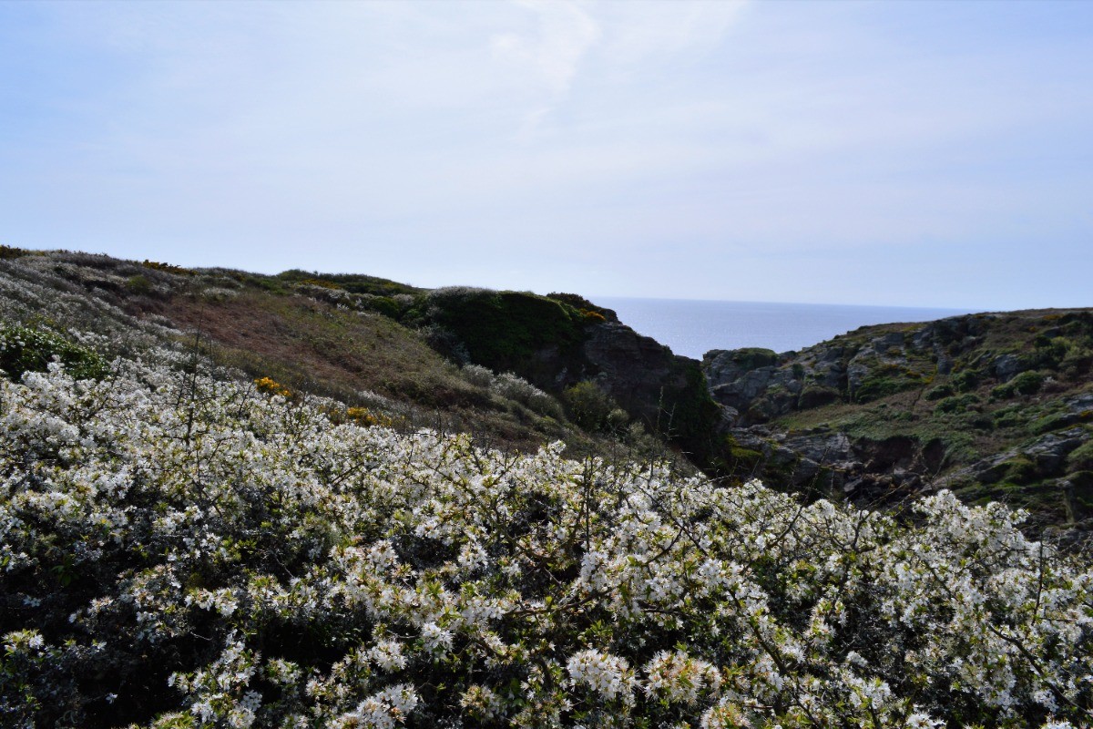 végétation de printemps