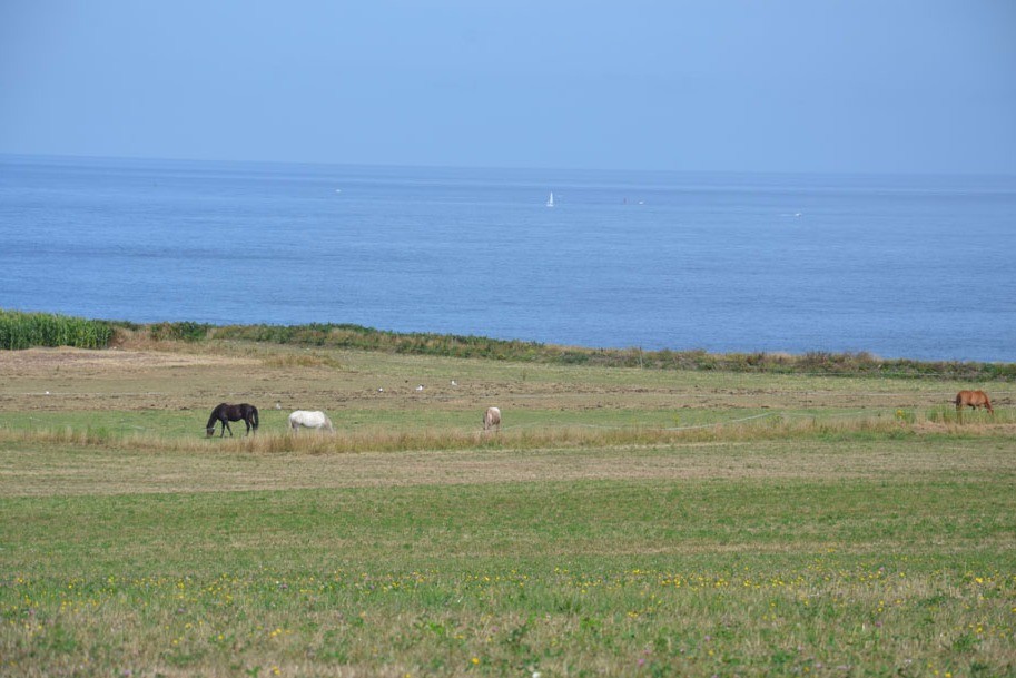 Chevaux sur la dune de la pointe de Corsen