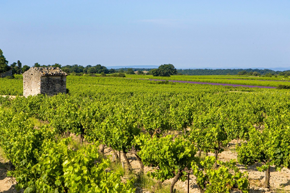 Les environs de Taulignan ©L.Pascale-Drome-Attractivite