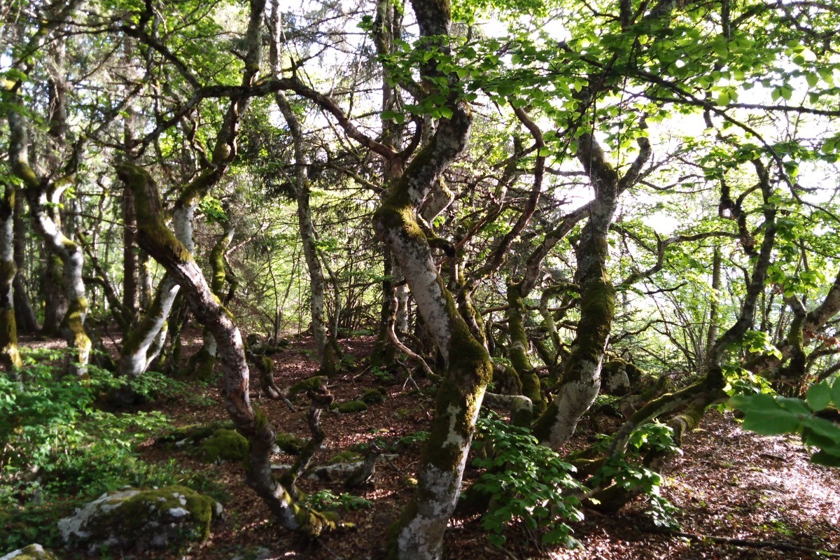 Gite d'Appolline balade en foret