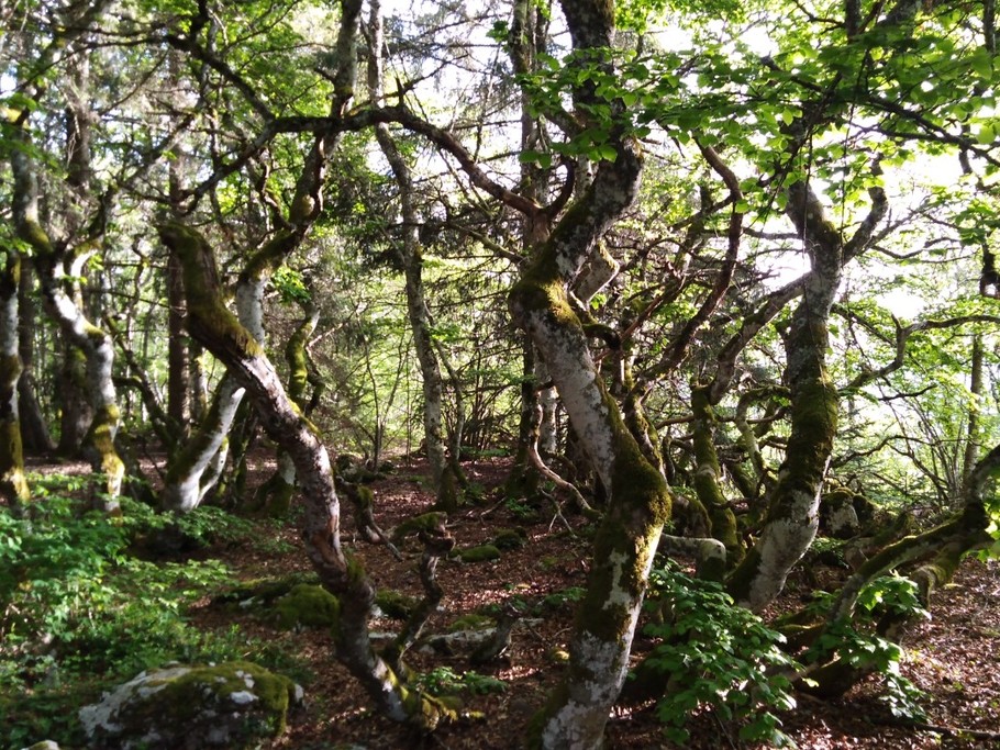 Gite d'Appolline balade en foret