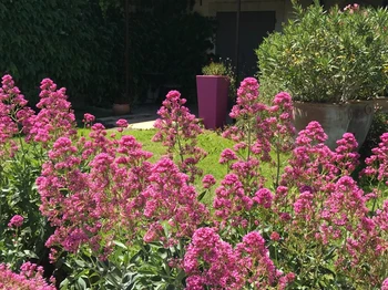 Gîte Le Levant - Jardin