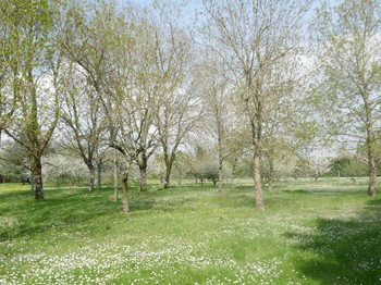 Le parc de la propriété
