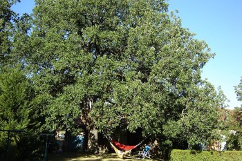 Montdurausse, dans le Tarn en Occitanie : le chêne magnifique trône dans le jardin.