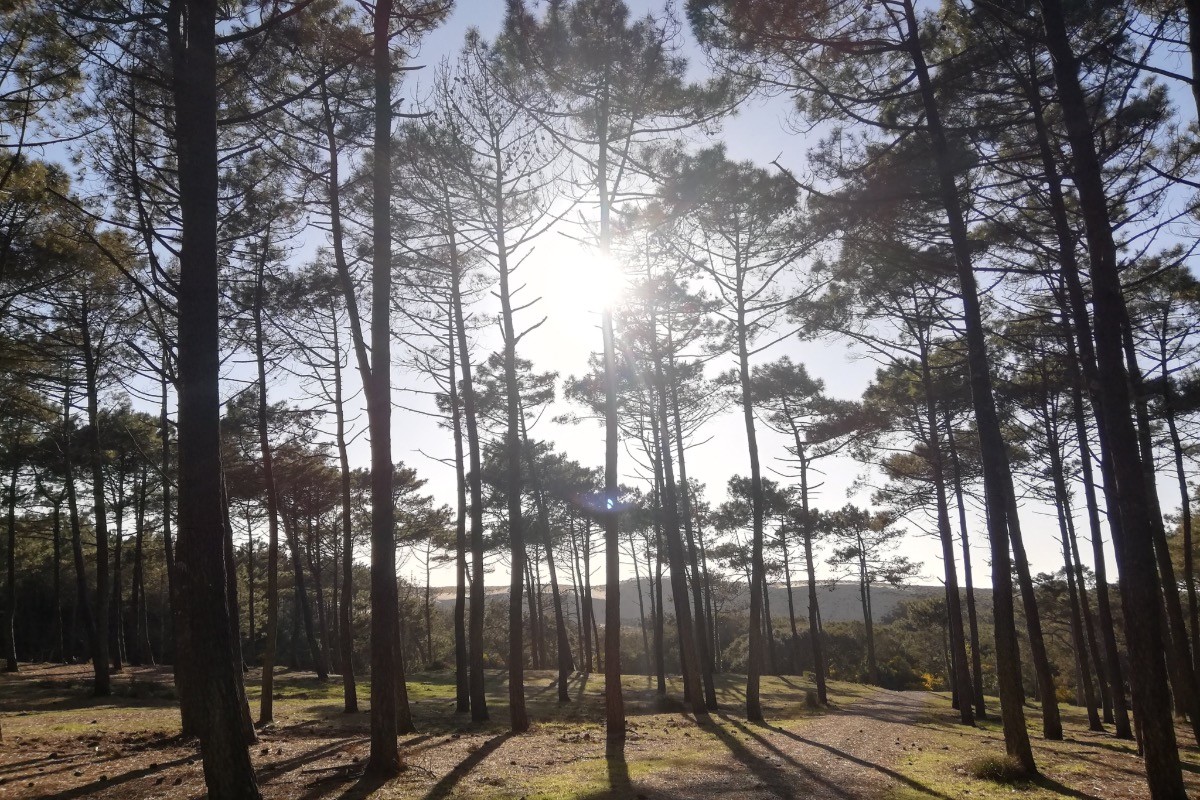 Promenade en forêt - Nature - La Pinède Guesthouse - Gîte - Vielle-Saint-Girons - Landes -
Crédit photo : Céline