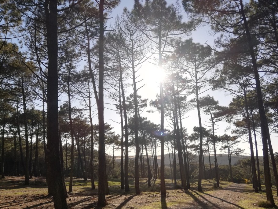 Promenade en forêt - Nature - La Pinède Guesthouse - Gîte - Vielle-Saint-Girons - Landes -
Crédit photo : Céline