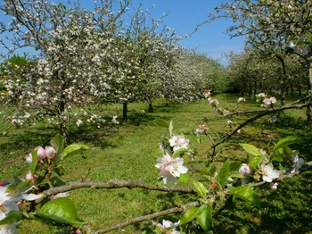 Le verger et ses pommiers
