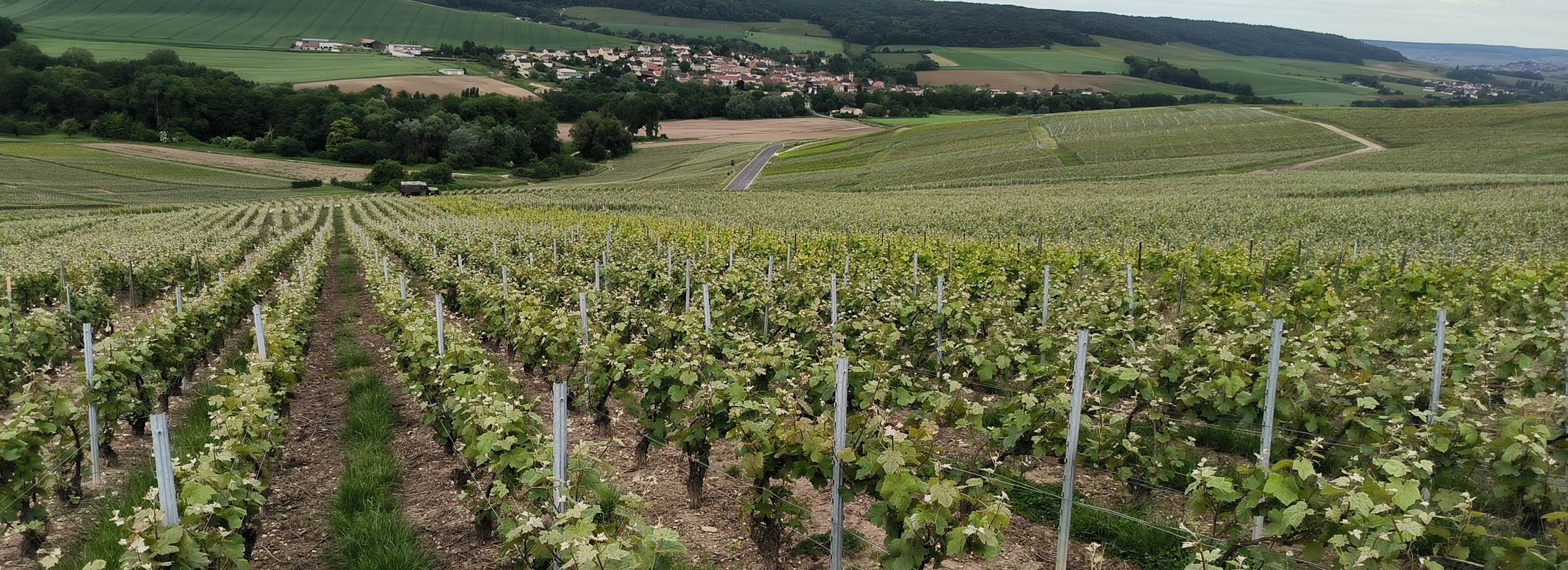 Vignoble a proximité