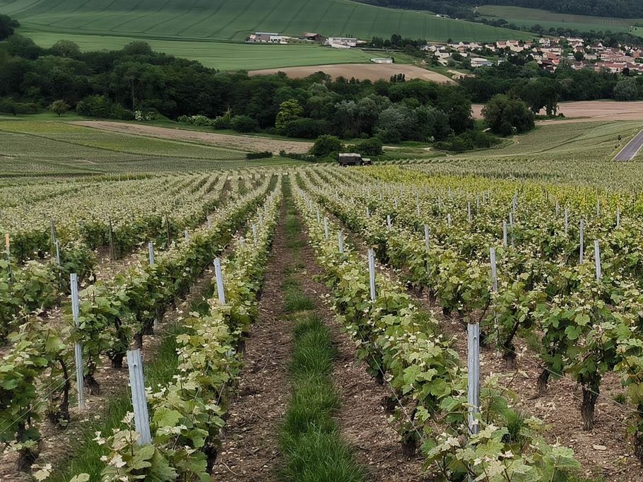 Vignoble a proximité