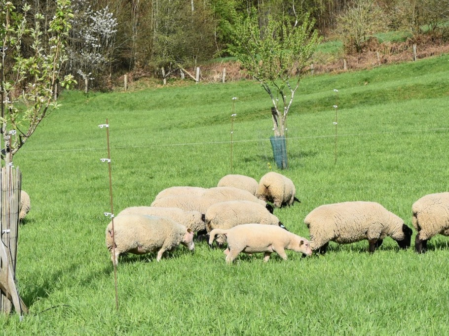 La nature et les prairies à vos pieds - Chez Louis