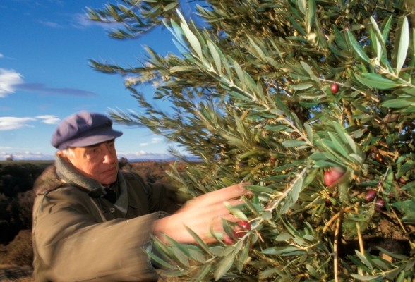 taille des oliviers