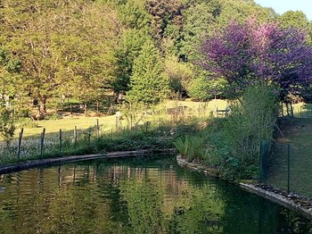 Gîte ABRIEL - étang