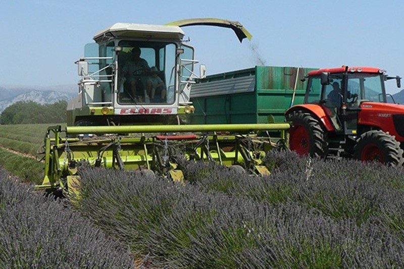 La Maison du Lavandin Sainte Croix du Verdon