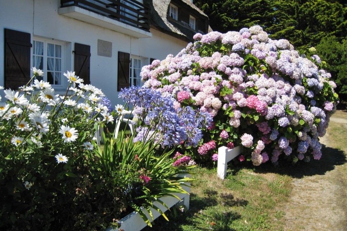 espace extréieur très fleuri en été