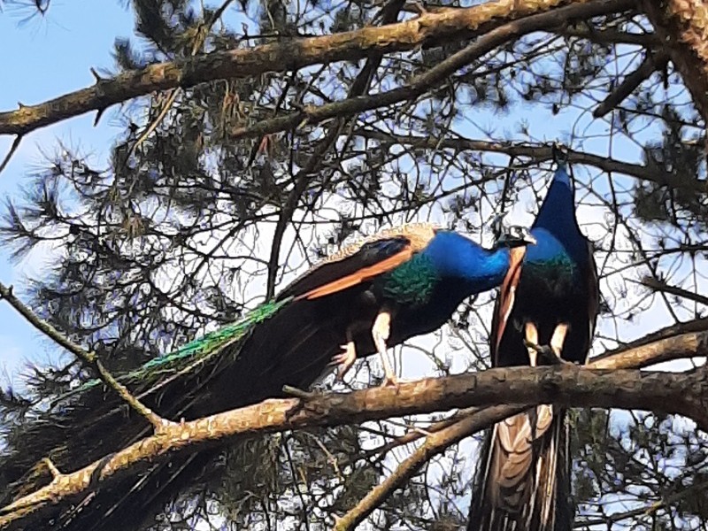 Les paons vivent en liberté sur le Domaine