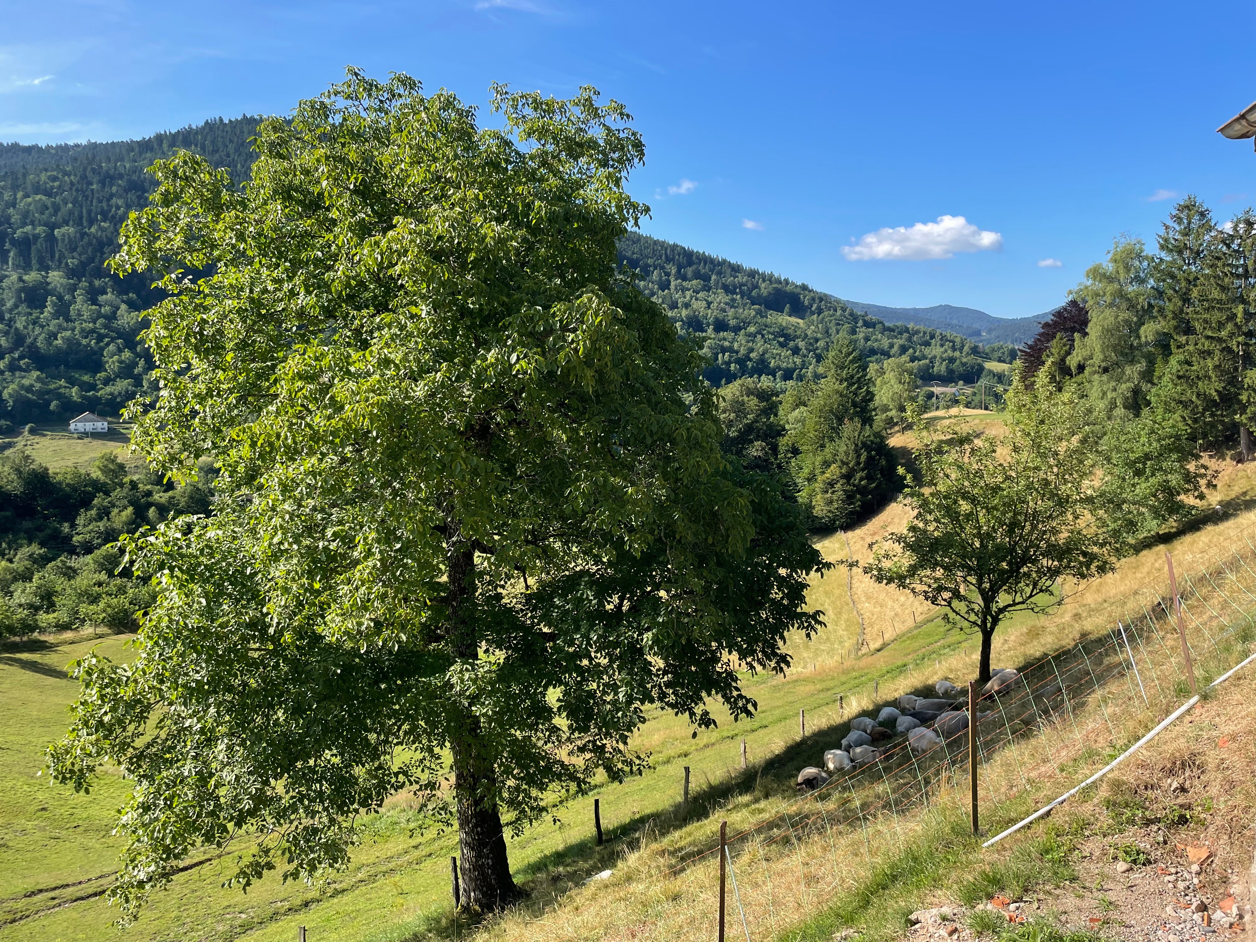 Parc animalier moutons